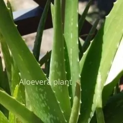 Glowing skin secrets Aloevera plants